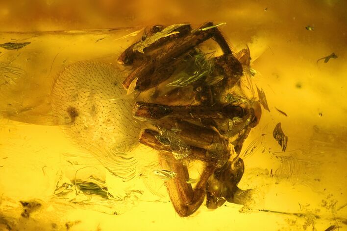 Detailed Fossil Spider (Araneae) in Baltic Amber #135049